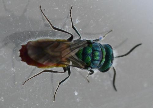 Réf. 240 863 : Chrysis sp.
